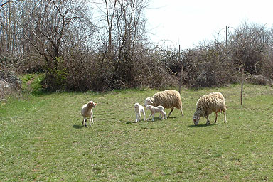 Agriturismo in Istria