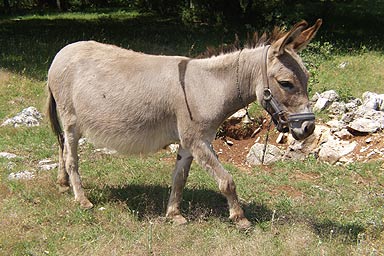 Excursions Agrotourism in Istria