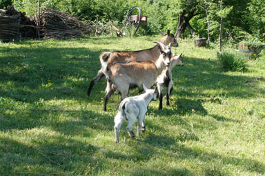 Active tourism Agrotourism in Istria