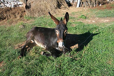 Transfers Agrotourism in Istria