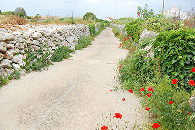 Olib Island