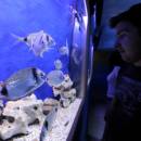 Aquarium Šibenik 