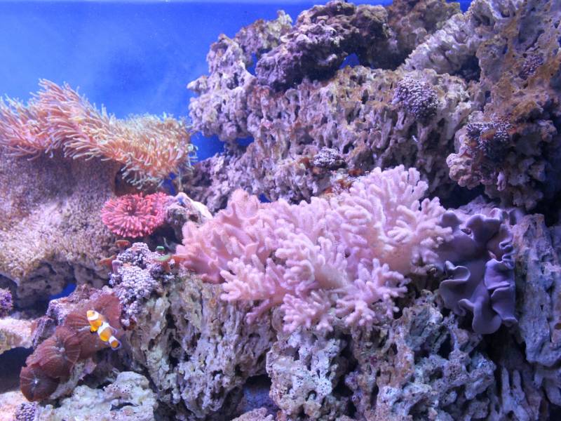 Aquarium Šibenik 