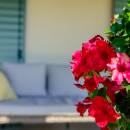 Villa Augustina, villa di lusso con piscina in Groznjan, Istria, Croazia Detalj vrta i terase Villa Augustina, villa di lusso con piscina in Groznjan, Istria, Croazia Detalj vrta i terase
