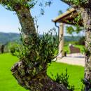 Villa Augustina, villa di lusso con piscina in Groznjan, Istria, Croazia Detalj vrta i terase Villa Augustina, villa di lusso con piscina in Groznjan, Istria, Croazia Detalj vrta i terase