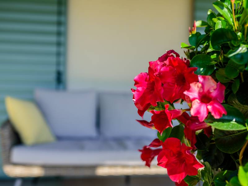 Villa Augustina, villa di lusso con piscina in Groznjan, Istria, Croazia Detalj vrta i terase Villa Augustina, villa di lusso con piscina in Groznjan, Istria, Croazia Detalj vrta i terase