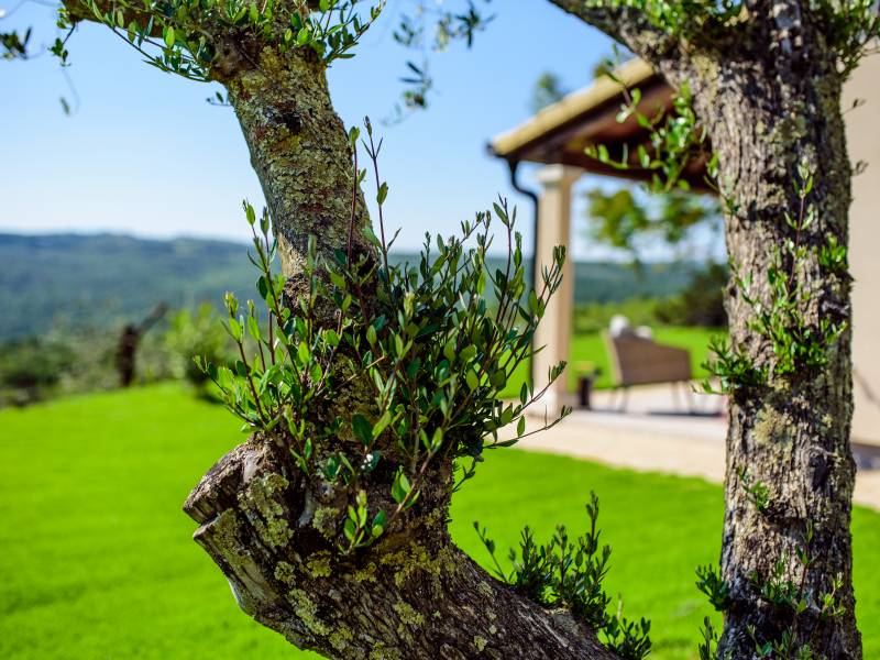 Villa Augustina, villa di lusso con piscina in Groznjan, Istria, Croazia Detalj vrta i terase Villa Augustina, villa di lusso con piscina in Groznjan, Istria, Croazia Detalj vrta i terase