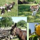 Apartman Lucija Apartman Lucija