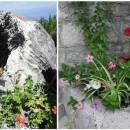 Appartamenti Sliskovic, Trpanj, Peljesac, Dalmazia, Croazia Appartamenti Sliskovic, Trpanj, Peljesac, Dalmazia, Croazia