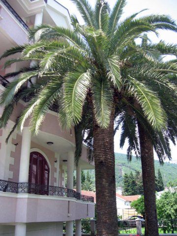 Monteroyale Апартаменты Monteroyale Apartments Budva 3 Monteroyale Апартаменты Monteroyale Apartments Budva 3